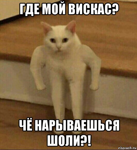 где мой вискас? чё нарываешься шоли?!