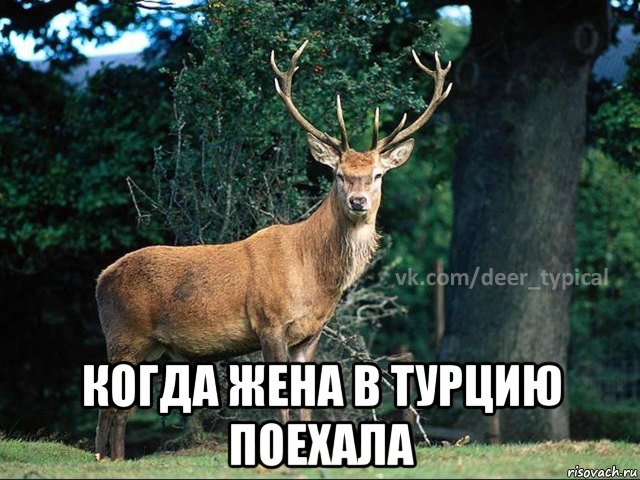  когда жена в турцию поехала