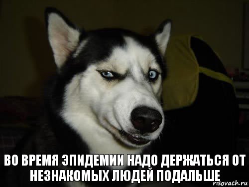 во время эпидемии надо держаться от незнакомых людей подальше, Комикс  Собака подозревака