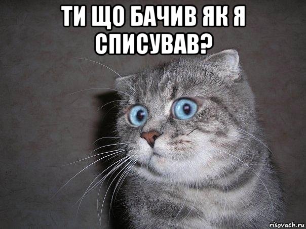 ти що бачив як я списував? , Мем  удивлённый кот