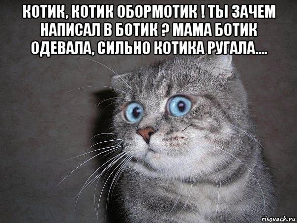 котик, котик обормотик ! ты зачем написал в ботик ? мама ботик одевала, сильно котика ругала.... , Мем  удивлённый кот