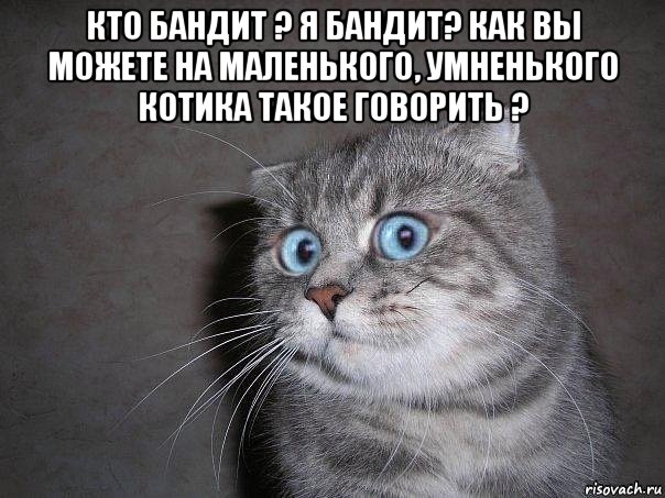 кто бандит ? я бандит? как вы можете на маленького, умненького котика такое говорить ? , Мем  удивлённый кот