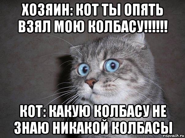 хозяин: кот ты опять взял мою колбасу!!!!!! кот: какую колбасу не знаю никакой колбасы, Мем  удивлённый кот