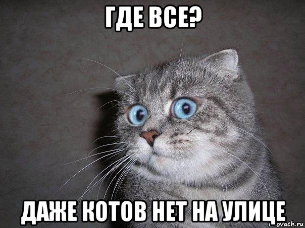 где все? даже котов нет на улице, Мем  удивлённый кот