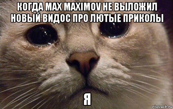 когда max maximov не выложил новый видос про лютые приколы я, Мем   В мире грустит один котик