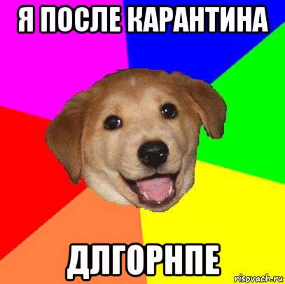 я после карантина длгорнпе, Мем Advice Dog