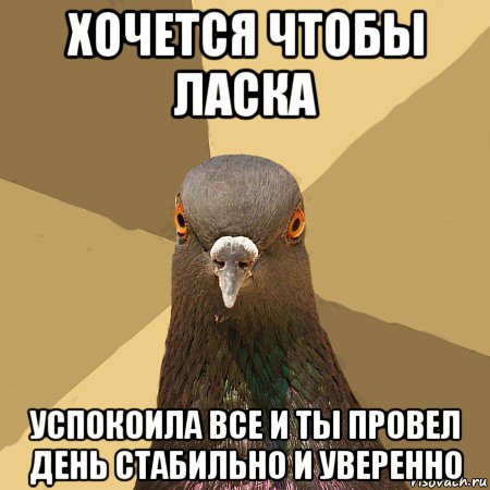 хочется чтобы ласка успокоила все и ты провел день стабильно и уверенно, Мем голубь