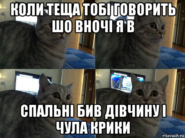 коли теща тобі говорить шо вночі я в спальні бив дівчину і чула крики, Мем  Кот в шоке