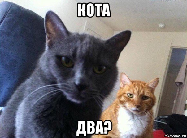 кота два?, Мем  Два котэ