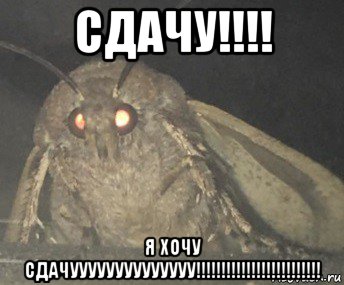 сдачу!!!! я хочу сдачуууууууууууууу!!!!!!!!!!!!!!!!!!!!!!!!!, Мем Матылёк