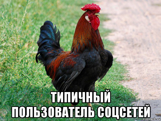  типичный пользователь соцсетей