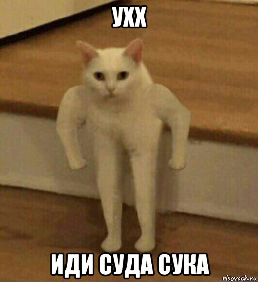 ухх иди суда сука, Мем  Полукот