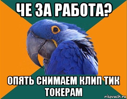 че за работа? опять снимаем клип тик токерам, Мем Попугай параноик