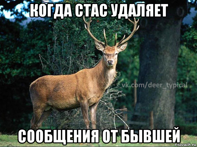 когда стас удаляет сообщения от бывшей, Мем Паблик Типичный олень