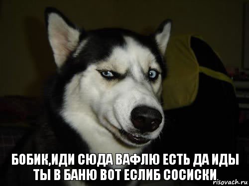 Бобик,иди сюда вафлю есть да иды ты в баню вот еслиб сосиски, Комикс  Собака подозревака