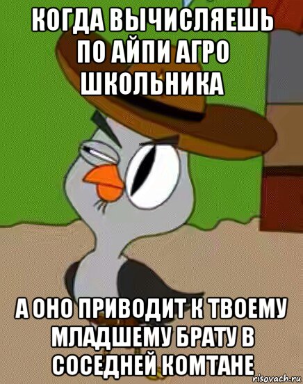 когда вычисляешь по айпи агро школьника а оно приводит к твоему младшему брату в соседней комтане, Мем    Упоротая сова