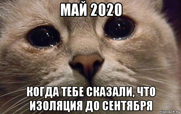 май 2020 когда тебе сказали, что изоляция до сентября, Мем   В мире грустит один котик