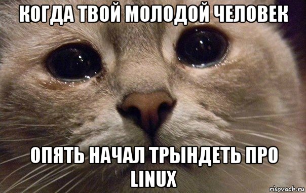 когда твой молодой человек опять начал трындеть про linux, Мем   В мире грустит один котик