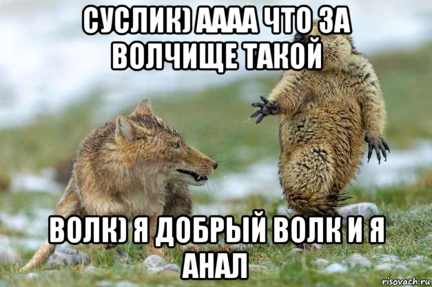 суслик) аааа что за волчище такой волк) я добрый волк и я анал, Мем Волк и суслик