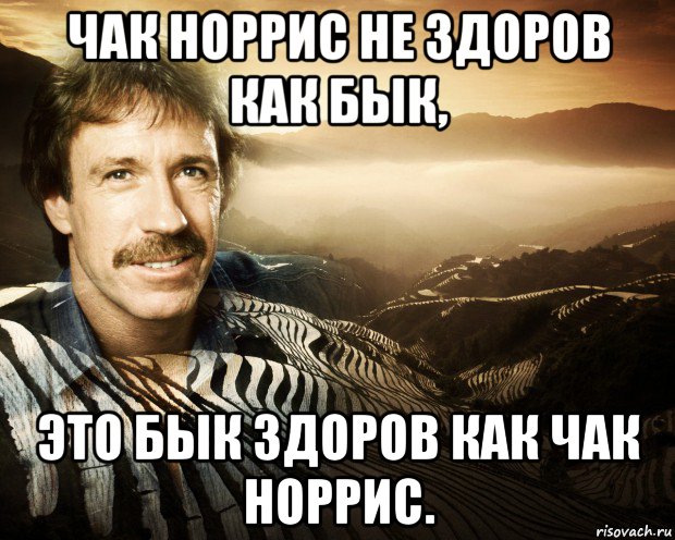 чак норрис не здоров как бык, это бык здоров как чак норрис., Мем чак норрис