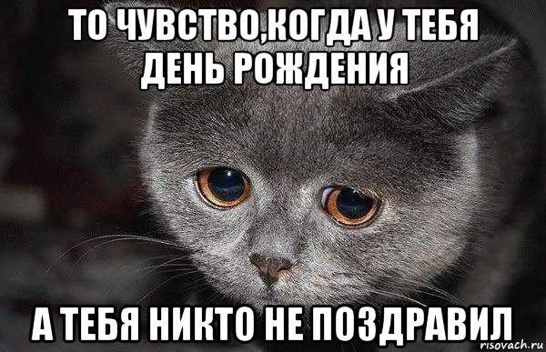 то чувство,когда у тебя день рождения а тебя никто не поздравил, Мем  Грустный кот