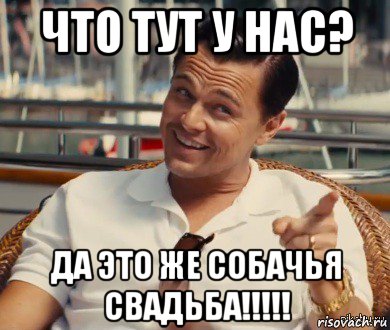 что тут у нас? да это же собачья свадьба!!!!!, Мем Хитрый Гэтсби