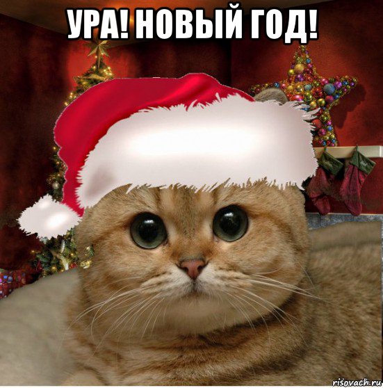 ура! новый год! , Мем Котенька