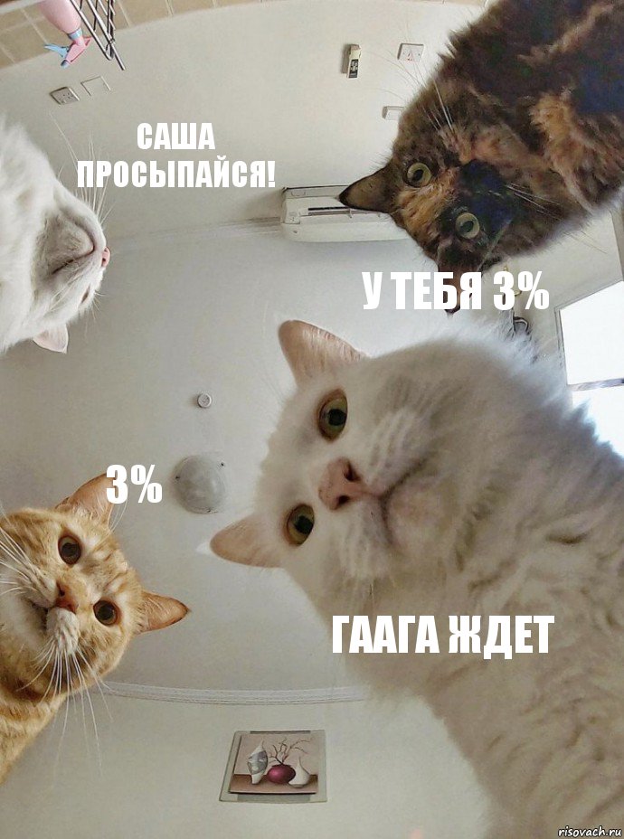 Саша просыпайся! У тебя 3% 3% Гаага ждет