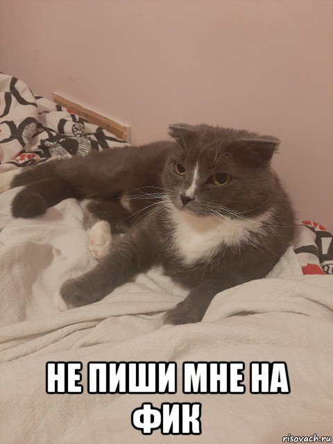  не пиши мне на фик, Мем Пашуха