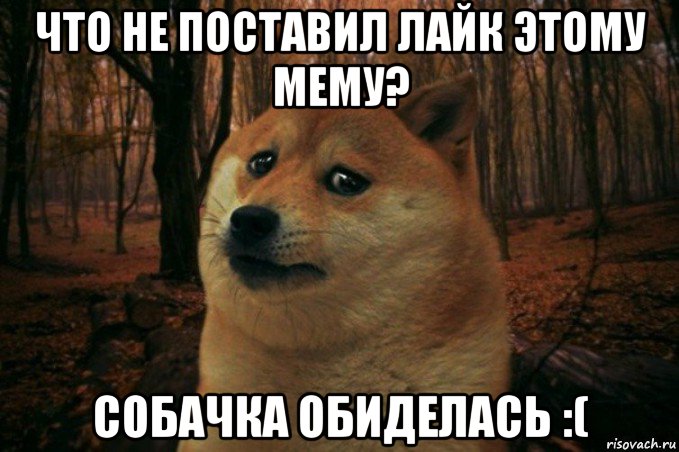 что не поставил лайк этому мему? собачка обиделась :(