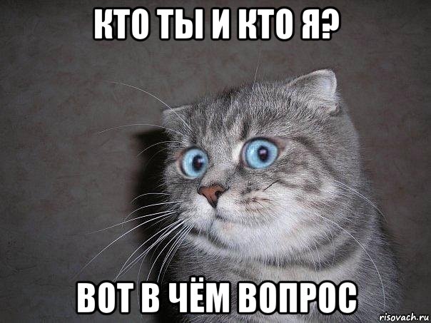 кто ты и кто я? вот в чём вопрос, Мем  удивлённый кот