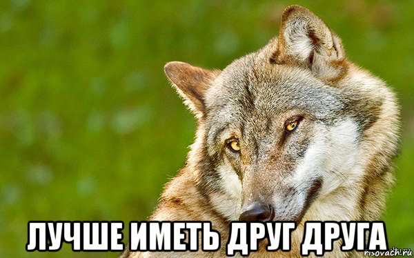  лучше иметь друг друга, Мем   Volf