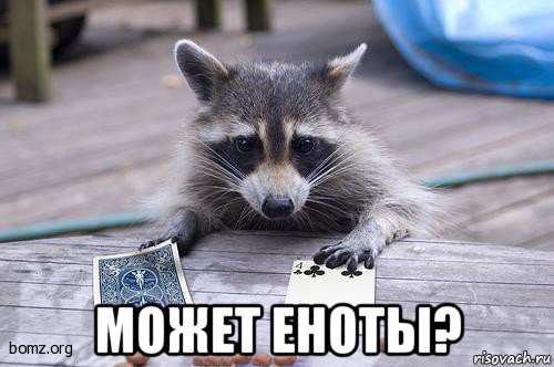  может еноты?