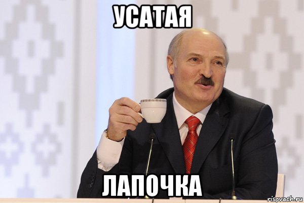 усатая лапочка, Мем Лукашенко