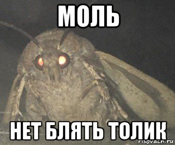 моль нет блять толик