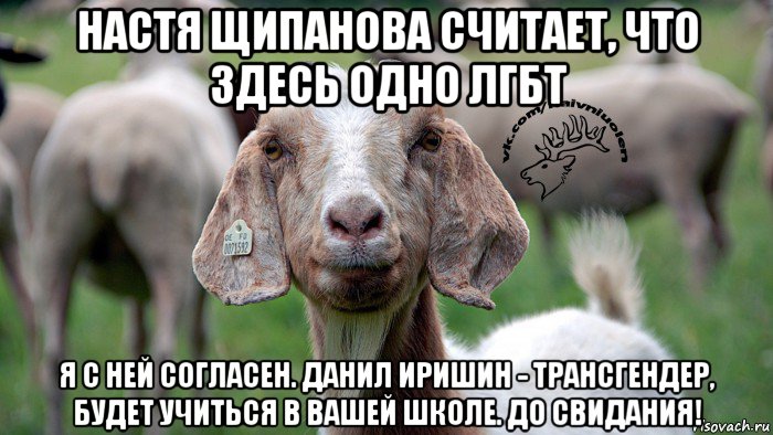 настя щипанова считает, что здесь одно лгбт я с ней согласен. данил иришин - трансгендер, будет учиться в вашей школе. до свидания!, Мем  Наивная овца