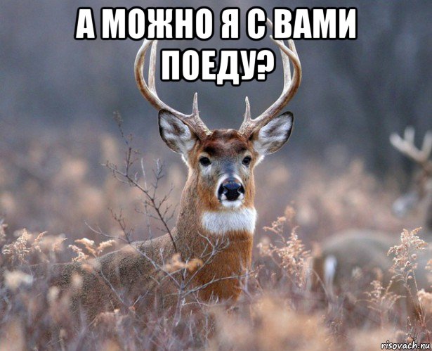 а можно я с вами поеду? 