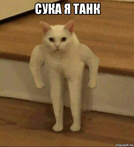 сука я танк , Мем  Полукот