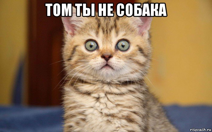 том ты не собака 