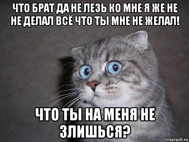 что брат да не лезь ко мне я же не не делал всё что ты мне не желал! что ты на меня не злишься?, Мем  удивлённый кот