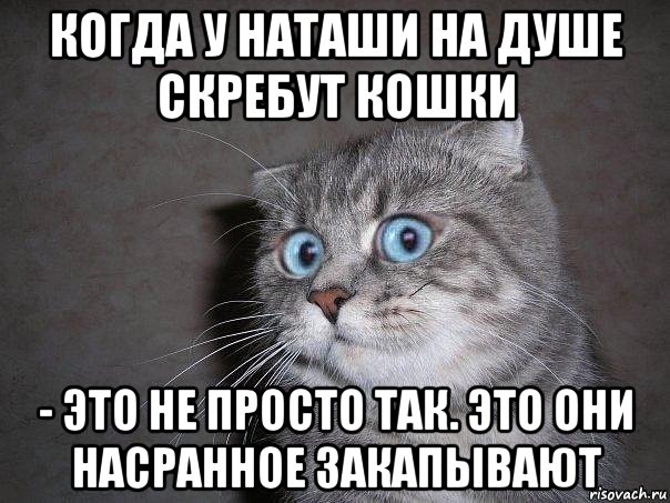 когда у наташи на душе скребут кошки - это не просто так. это они насранное закапывают