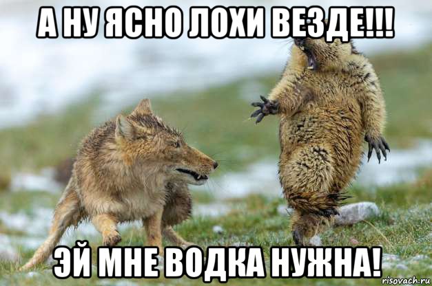 а ну ясно лохи везде!!! эй мне водка нужна!, Мем Волк и суслик