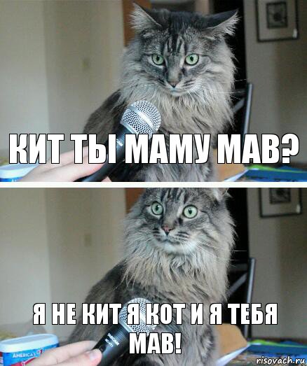 кит ты маму мав? Я не кит я кот и я тебя мав!