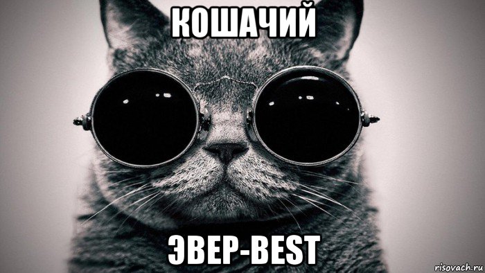 кошачий эвер-best