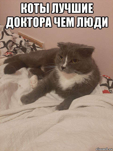 коты лучшие доктора чем люди , Мем Пашуха