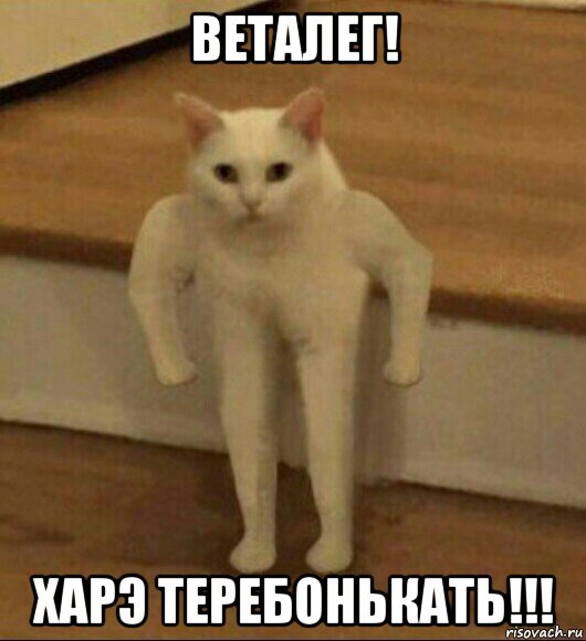 веталег! харэ теребонькать!!!, Мем  Полукот