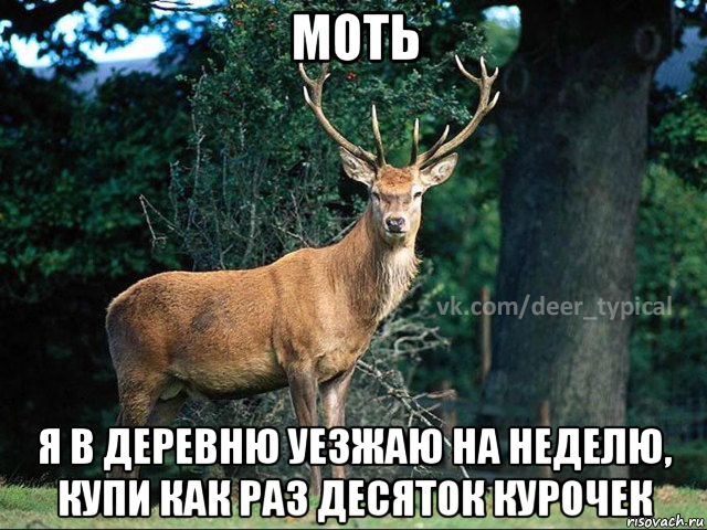 моть я в деревню уезжаю на неделю, купи как раз десяток курочек, Мем Паблик Типичный олень
