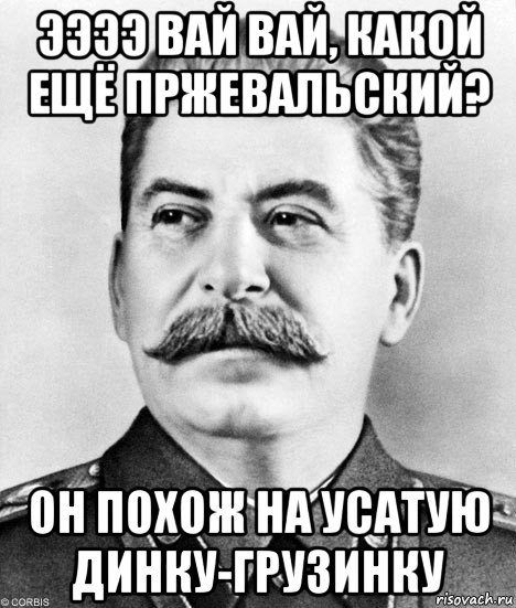 ээээ вай вай, какой ещё пржевальский? он похож на усатую динку-грузинку