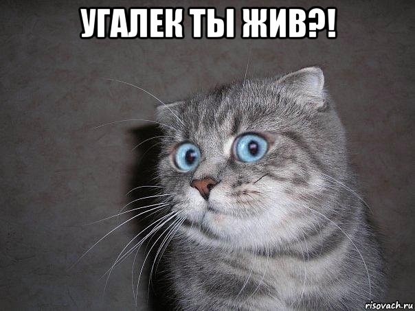 угалек ты жив?! , Мем  удивлённый кот