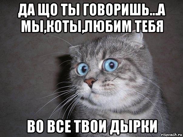 да що ты говоришь...а мы,коты,любим тебя во все твои дырки